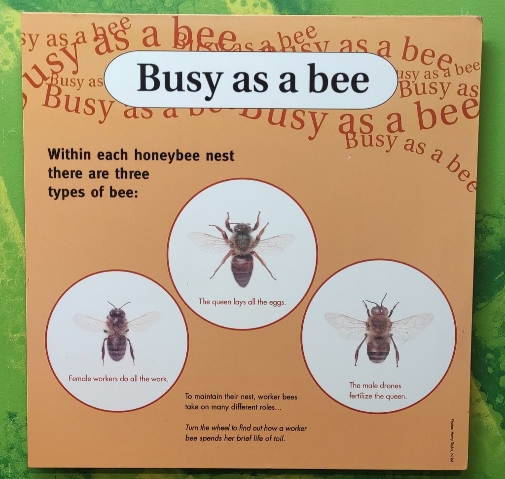 National History Museum